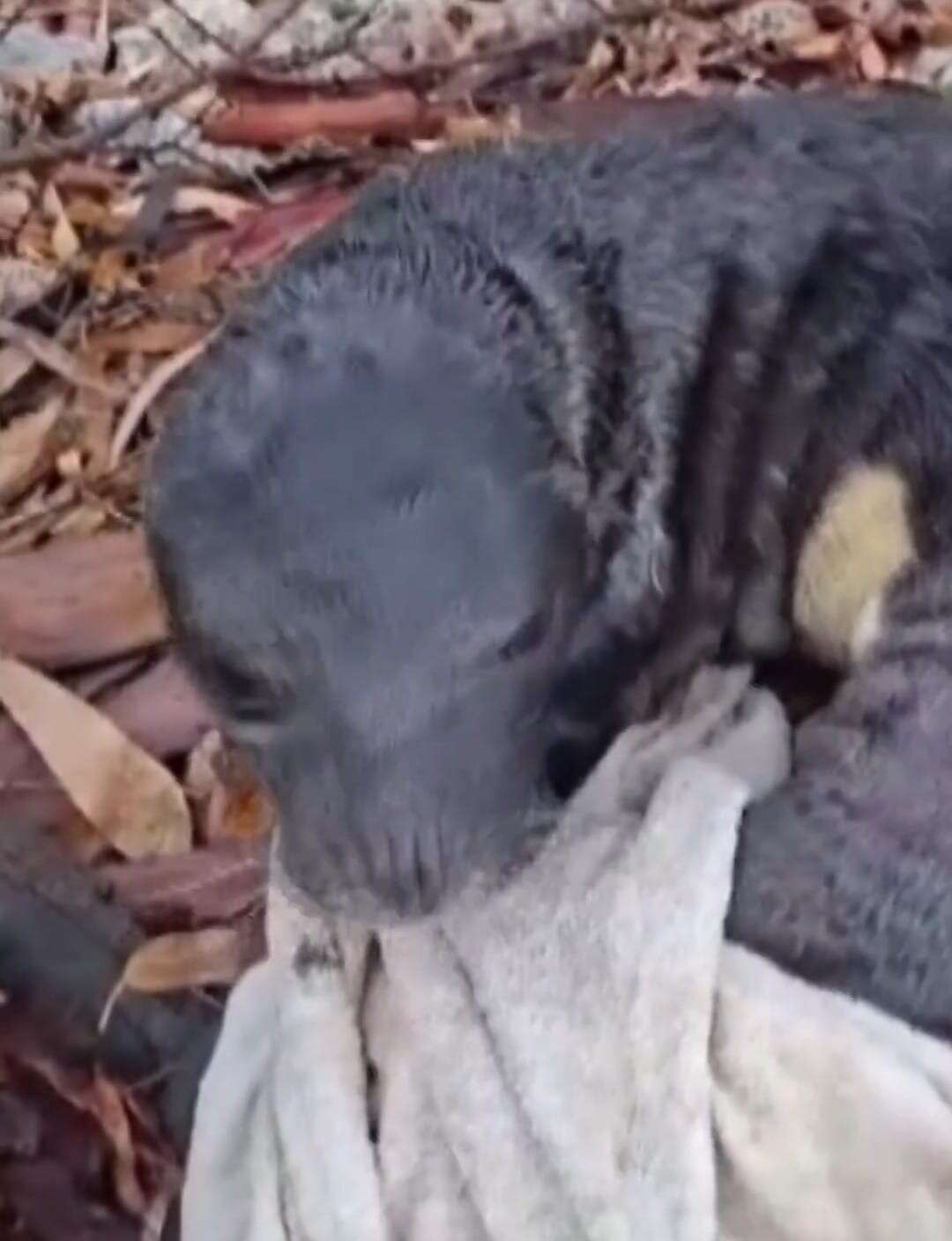 Marmaris’te Karaya Vuran Yavru Akdeniz Foku Koruma Altında 5